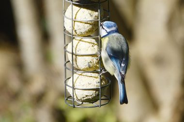 Dos de mésange bleue