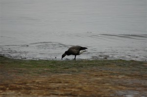 Branta bernicla Branta bernicla
