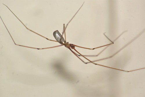 Pholcus phalangioides