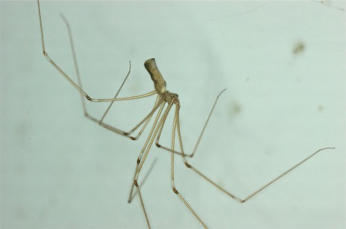 Pholcus phalangioides