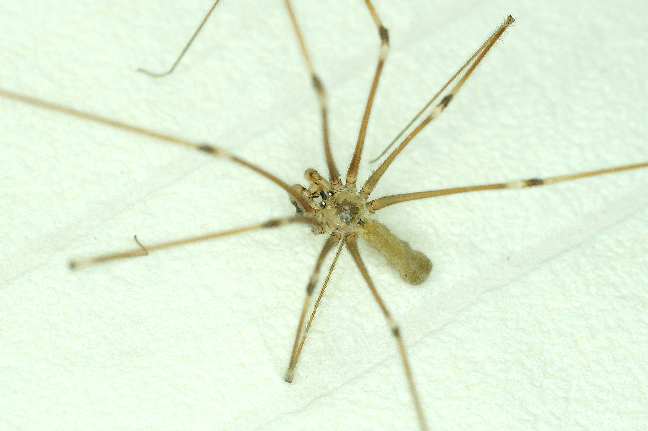 Le pholque phalangide Quel est cet animal