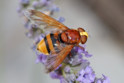 Volucella zonaria sur le buddleia