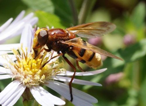 la volucelle zonée sur un aster