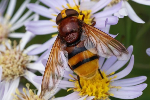 Volucella zonaria