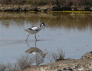 avocette élégante avocette élégante