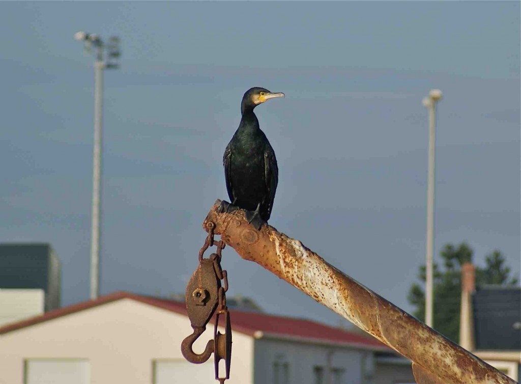 Les Oiseaux Au Printempsété Parc Ornithologique Du Pont
