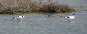 recurvirostra avocetta recurvirostra avocetta
