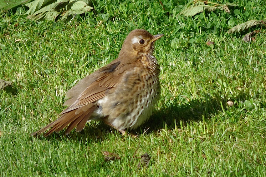 La grive musicienne Quel est cet animal respond