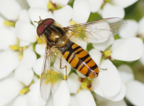 Episyrphus balteatus