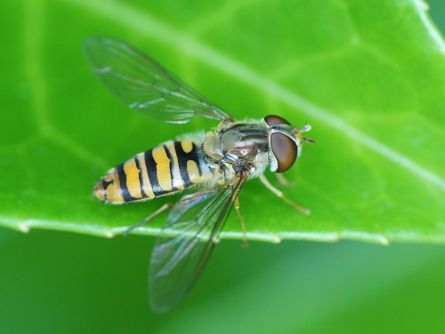 Episyrphus balteatus