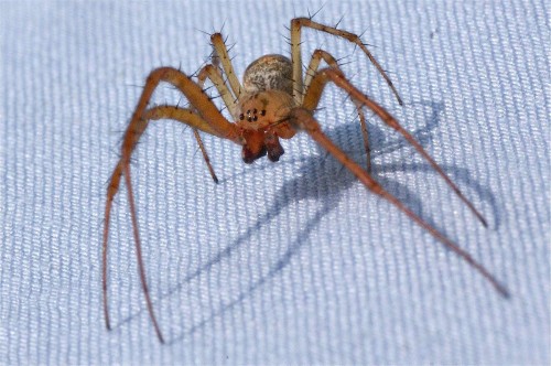 Metellina segmentata/mengei