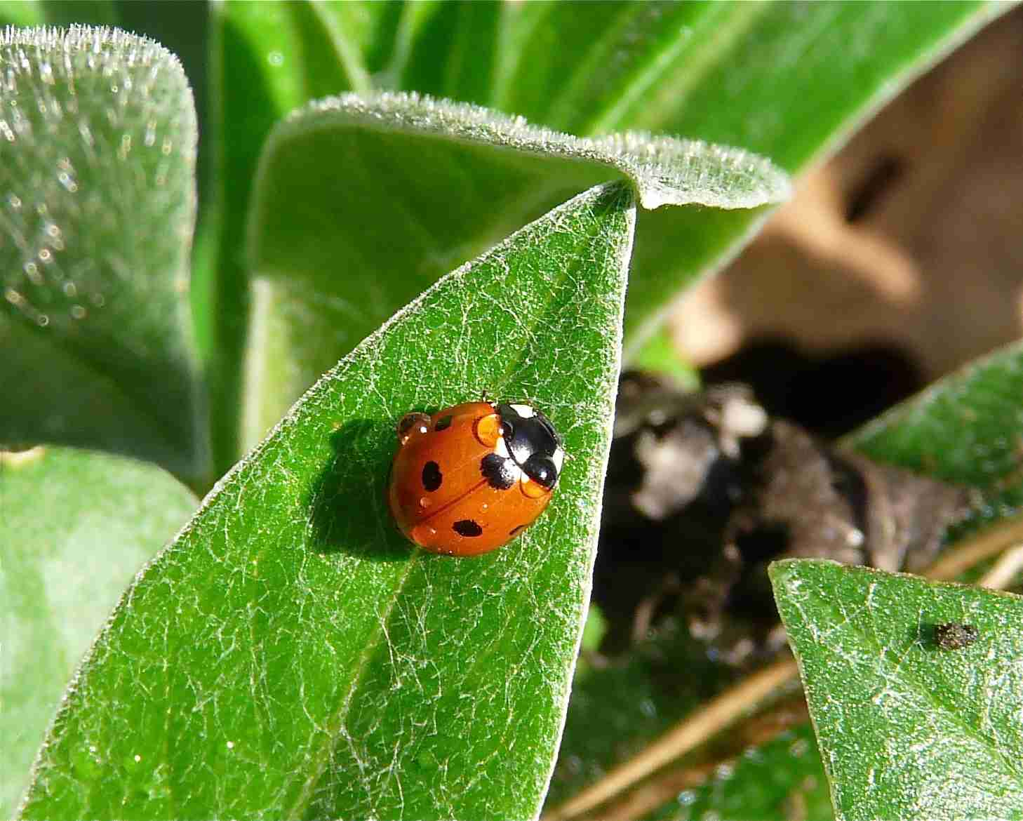 La coccinelle à 7 points - Quel est cet animal ?