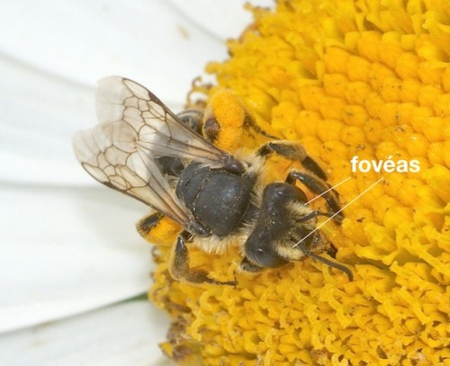 fovéas chez Andrena flavipes