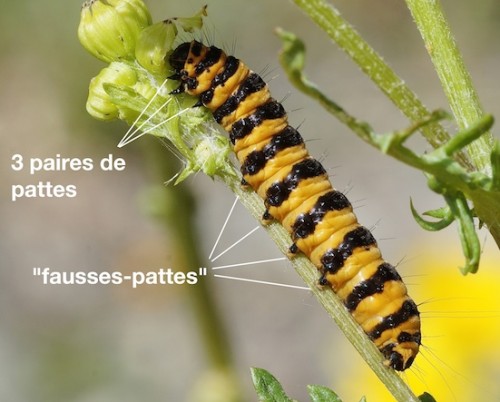 fausses pattes de la chenille de Tyria jacobaeae