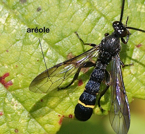 aréole chez un Ichneumonidae