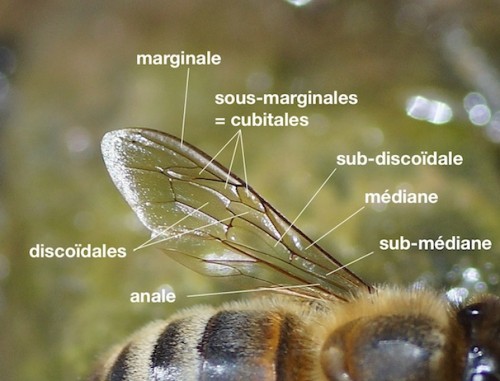 cellules d'une aile d'abeille