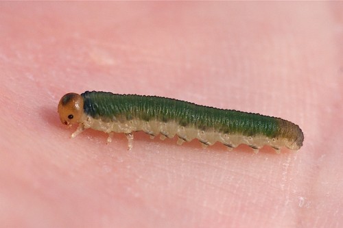 larve éruciforme de tenthrède