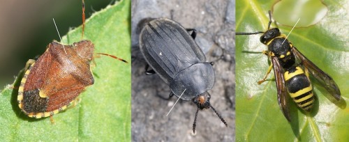 pronotum d'hétéroptère, de coléoptère et d'hyménoptère
