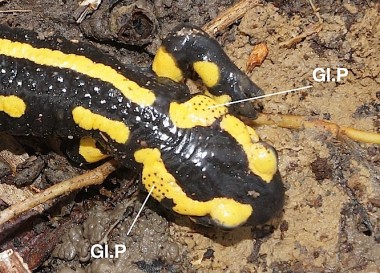 glandes parotoïdes (Gl.P) de salamandre