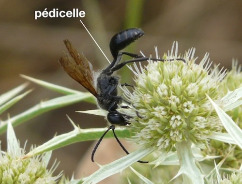 pédicelle chez un Sphecidae