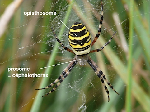 argiope bruennichi11