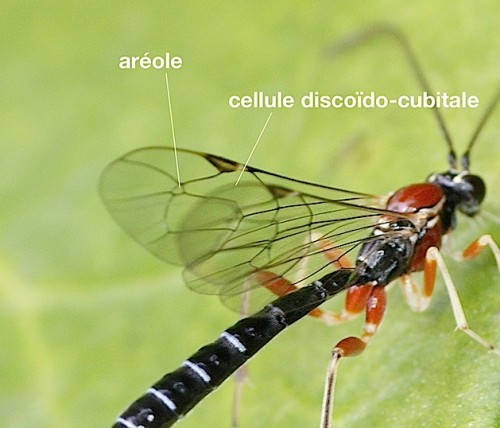 cellules de l'aile d'ichneumonidae