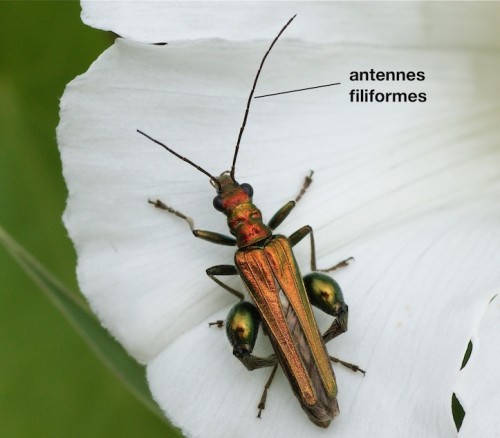 antennes filiformes chez Oedemera
