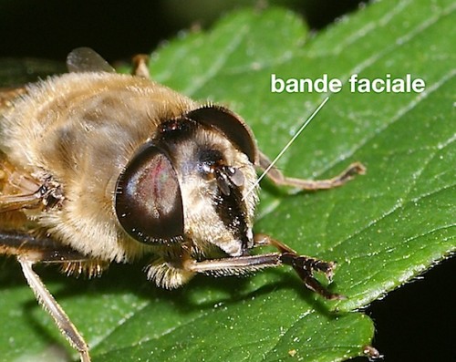 bande faciale d'éristale