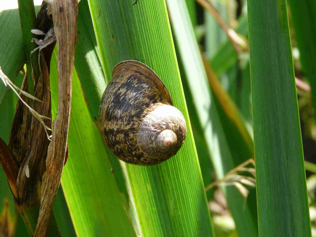 L Escargot Petit Gris Quel Est Cet Animal L Escargot Petit Gris Quel Est Cet Animal