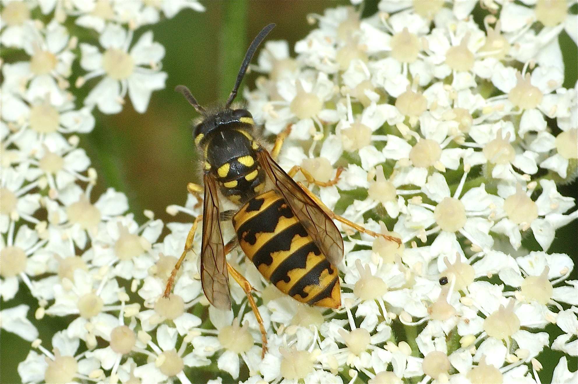 La guêpe commune Quel est cet animal