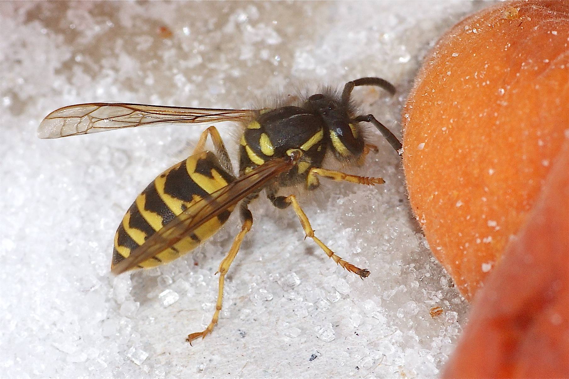 La guêpe commune Quel est cet animal