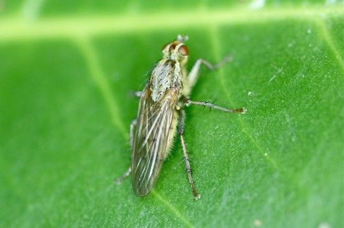 Scathophaga stercoraria