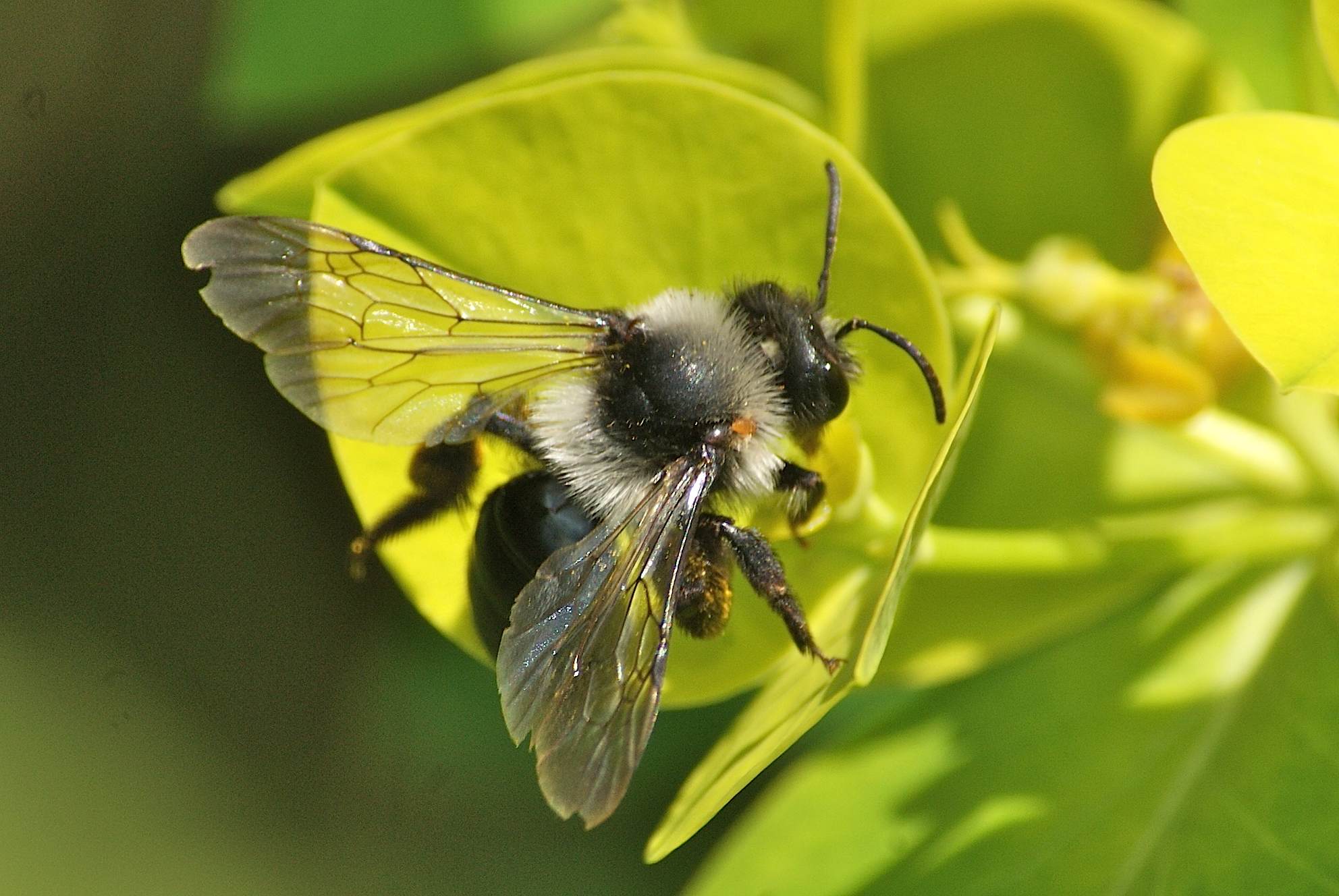 Abeille sauvage - abeille des sables