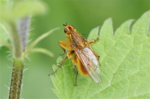 Le scatophage du fumier