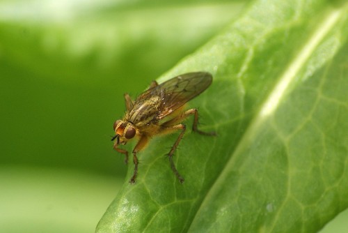 Scathophaga stracoraria