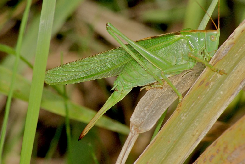 La grande sauterelle verte Quel est
