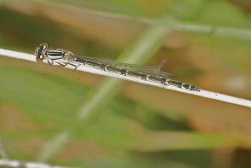 Enallagma cyathigerum femelle