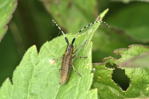 Agapanthia villosoviridescens