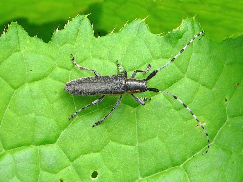 Agapanthia villosoviridescens