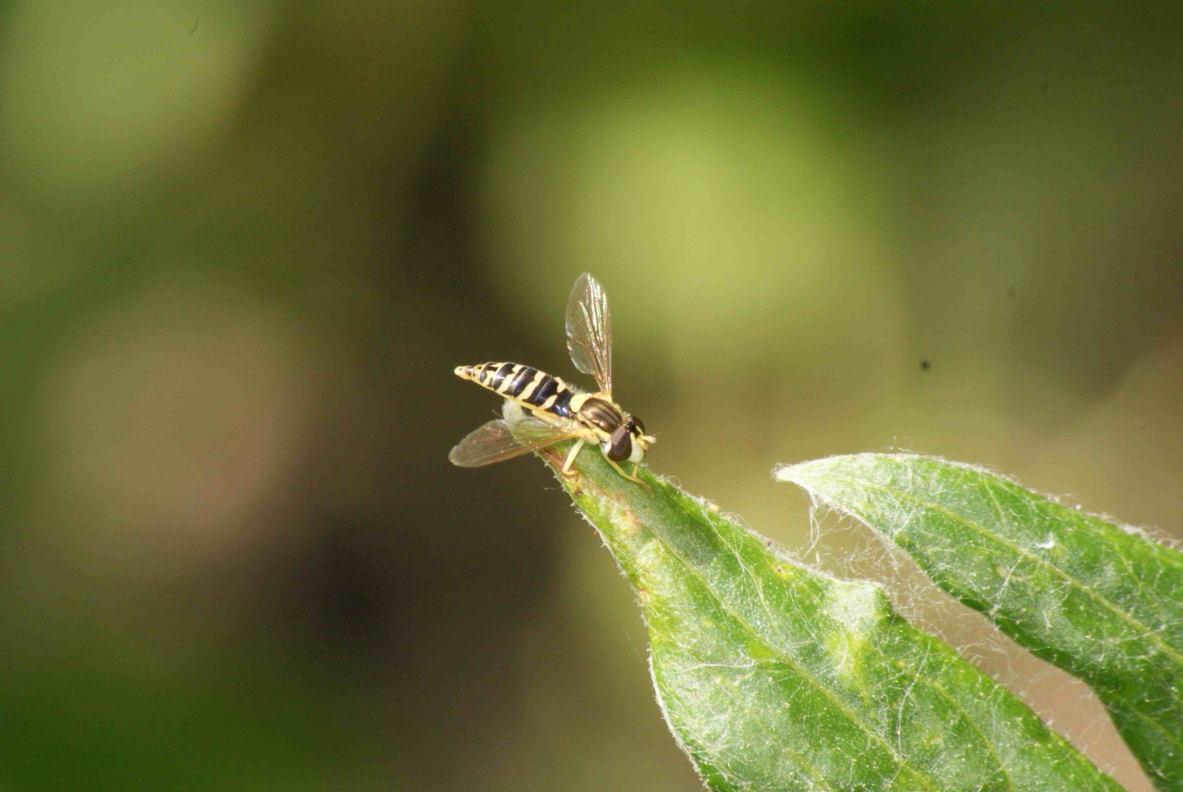 mouche jaune et noire Archives Quel est cet animal