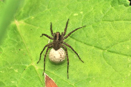 Pardosa cf. lugubris