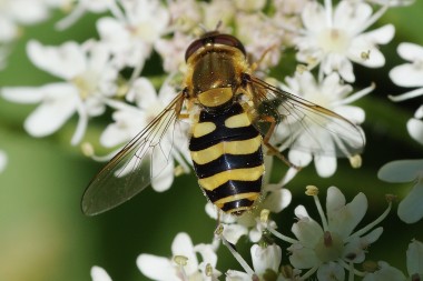 Syrphus ribesii