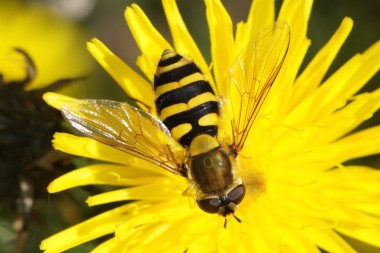 Syrphus ribesii