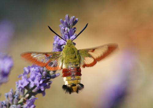 Hemaris fuciformis