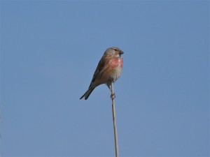 Carduelis cannabina
