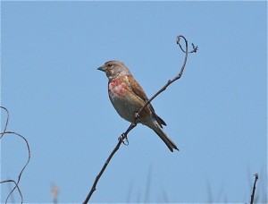linotte mélodieuse