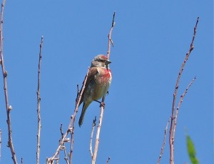 Carduelis cannabina