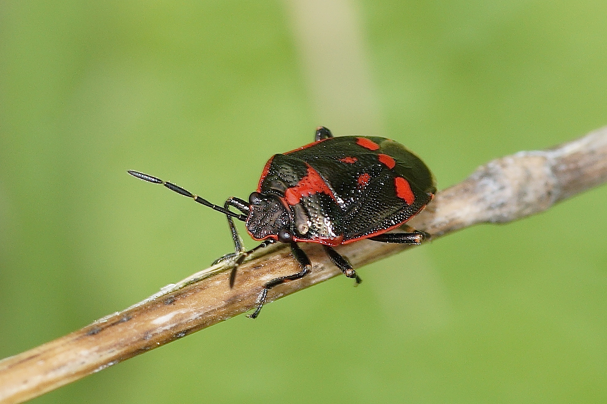 Rhyparochromus Vulgaris la Punaise Commune H mipt res Quel Est 