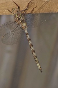 DSC01733