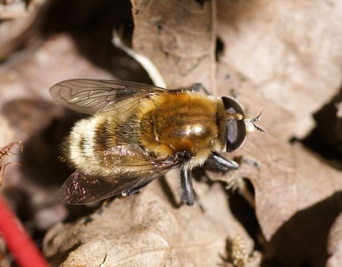 Merodon equestris